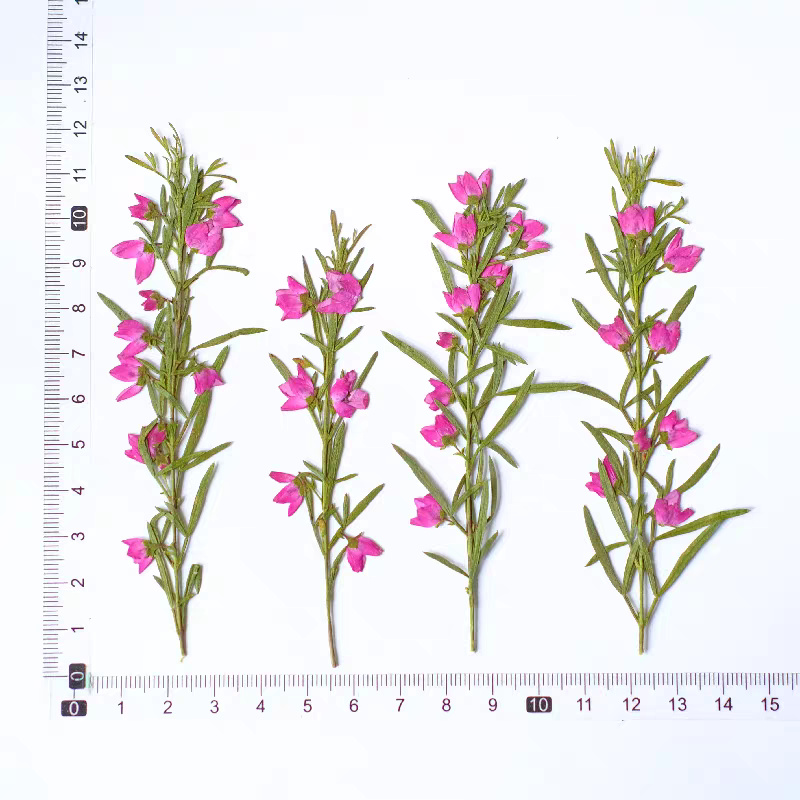 100pcs Pressed Dried Aidia Can - Dried Flower Bookmark review and price