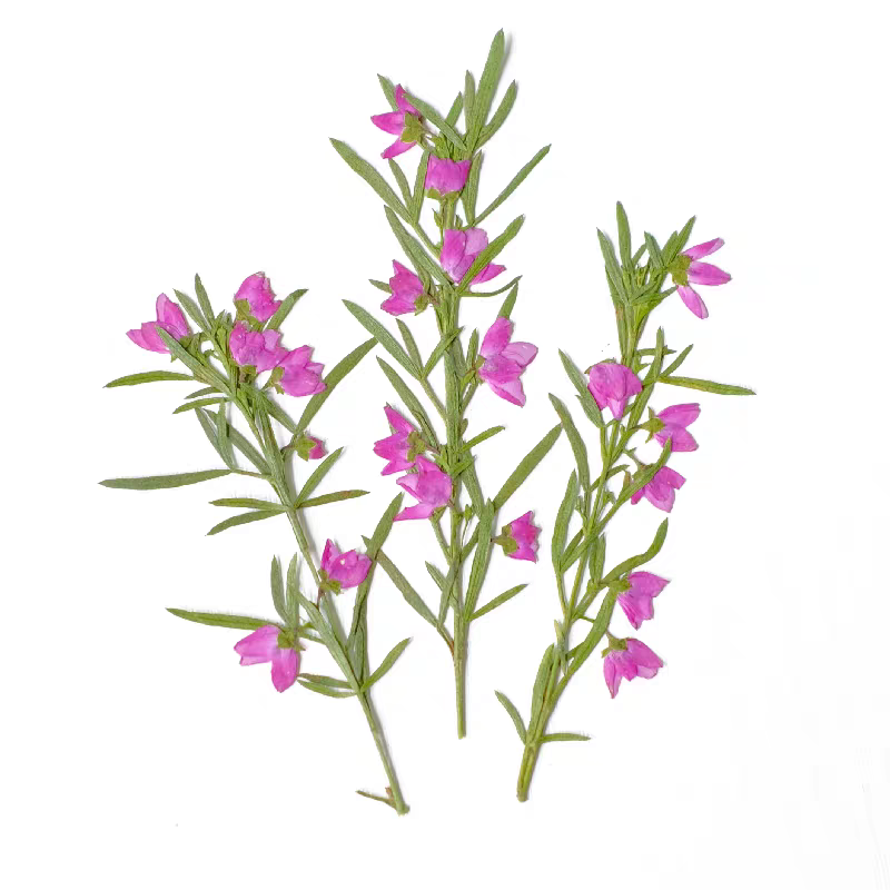 100pcs Pressed Dried Aidia Can - Dried Flower Bookmark review and price