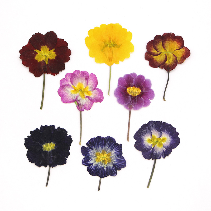 48Pcs European Primrose Teachi - Dried Flower Bookmark review and price
