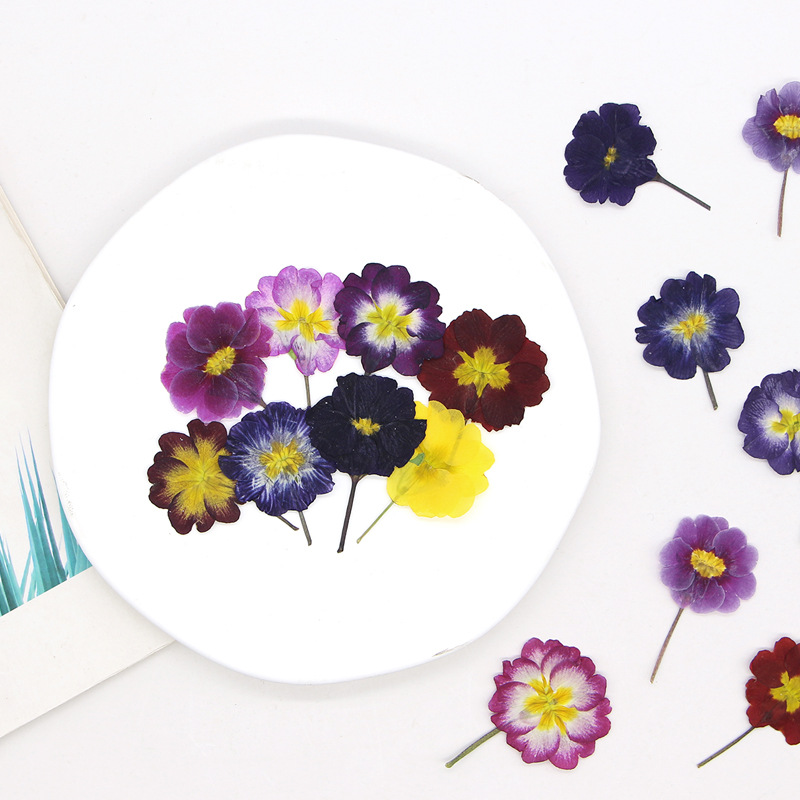 48Pcs European Primrose Teachi - Dried Flower Bookmark review and price