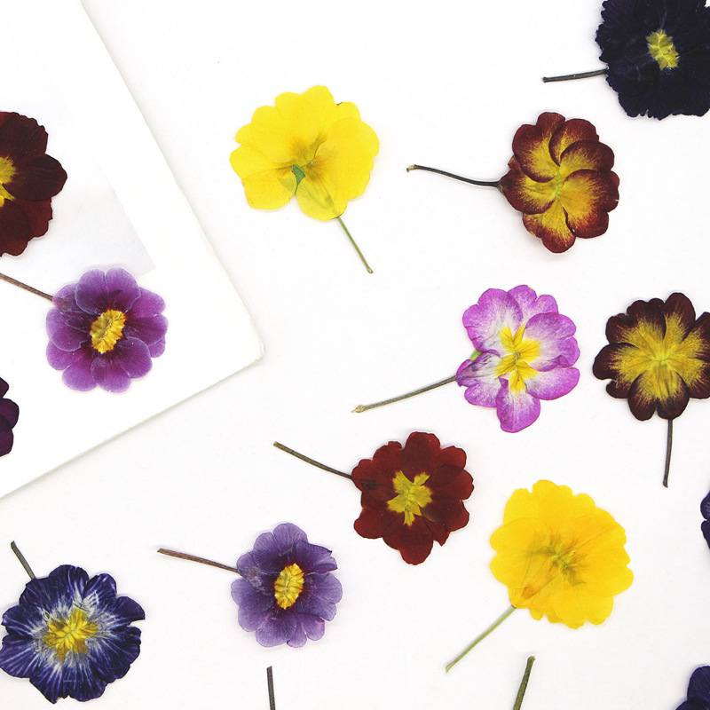48Pcs European Primrose Teachi - Dried Flower Bookmark review and price