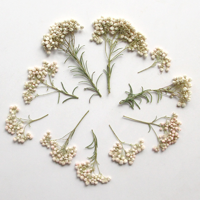 12pcs, Nature Millet Flower Br - Dried Flower Bookmark review and price