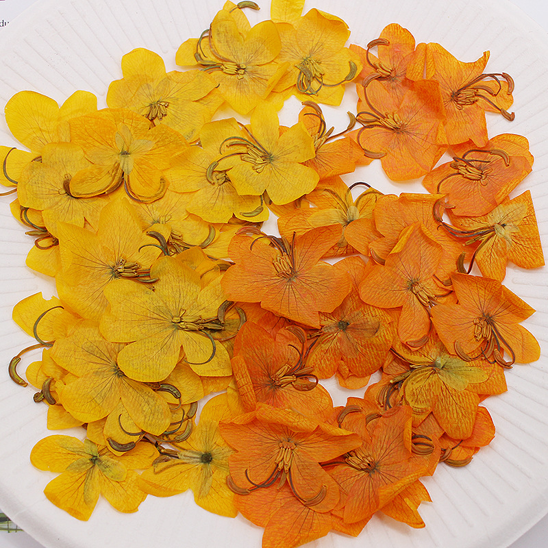 60pcs Dried Pressed Yellow/Ora - Dried Flower Bookmark review and price