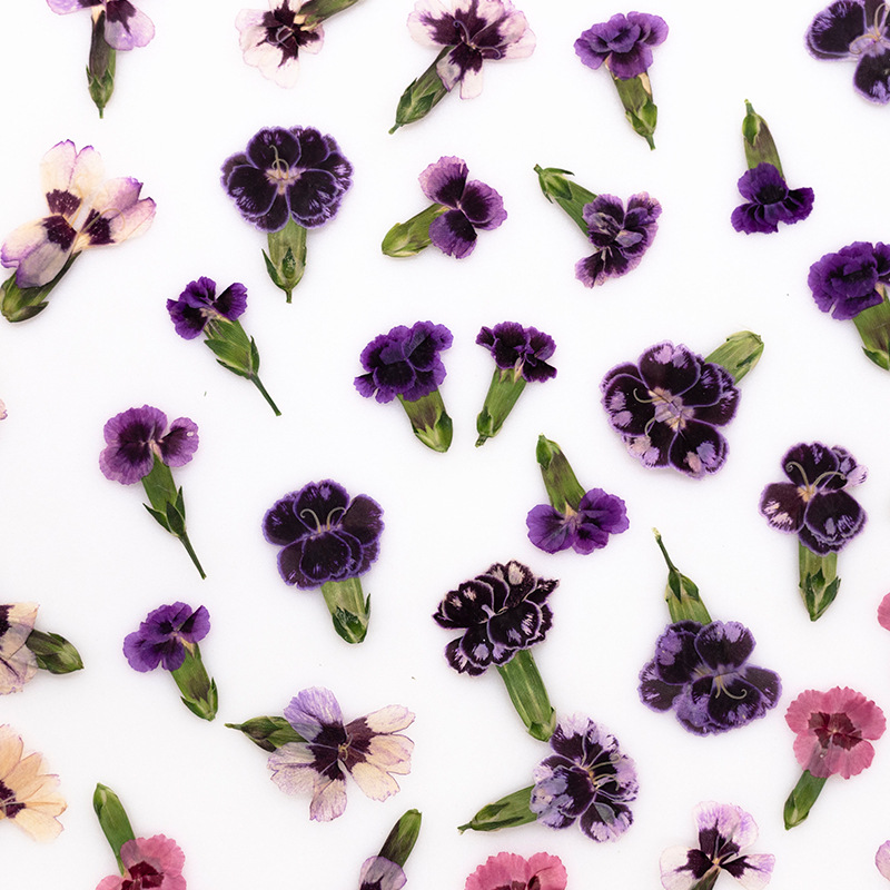 24pcs,Pressed Dried Dianthus F - Dried Flower Bookmark review and price